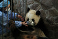 Load image into Gallery viewer, Giant Panda Protection Fund