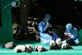 Load image into Gallery viewer, Giant Panda Protection Fund