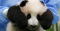 Load image into Gallery viewer, Giant Panda Protection Fund