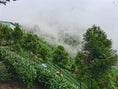 Load image into Gallery viewer, High Mountain Tea Field