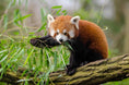 Load image into Gallery viewer, Red Panda Protection Fund