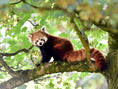 Load image into Gallery viewer, Red Panda Protection Fund
