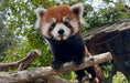 Load image into Gallery viewer, Red Panda Protection Fund