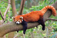 Load image into Gallery viewer, Red Panda Protection Fund