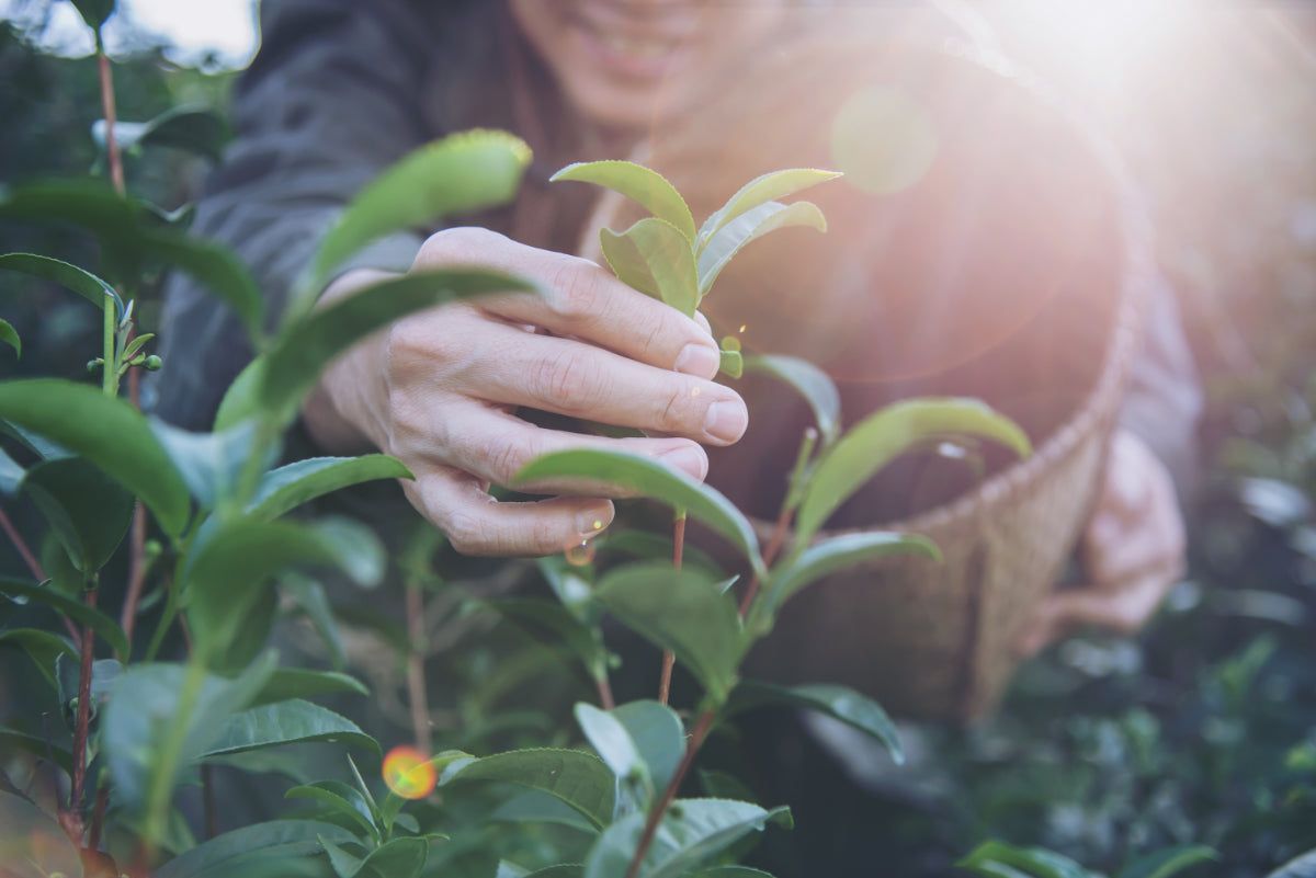 Hand Selecting Premium Tea