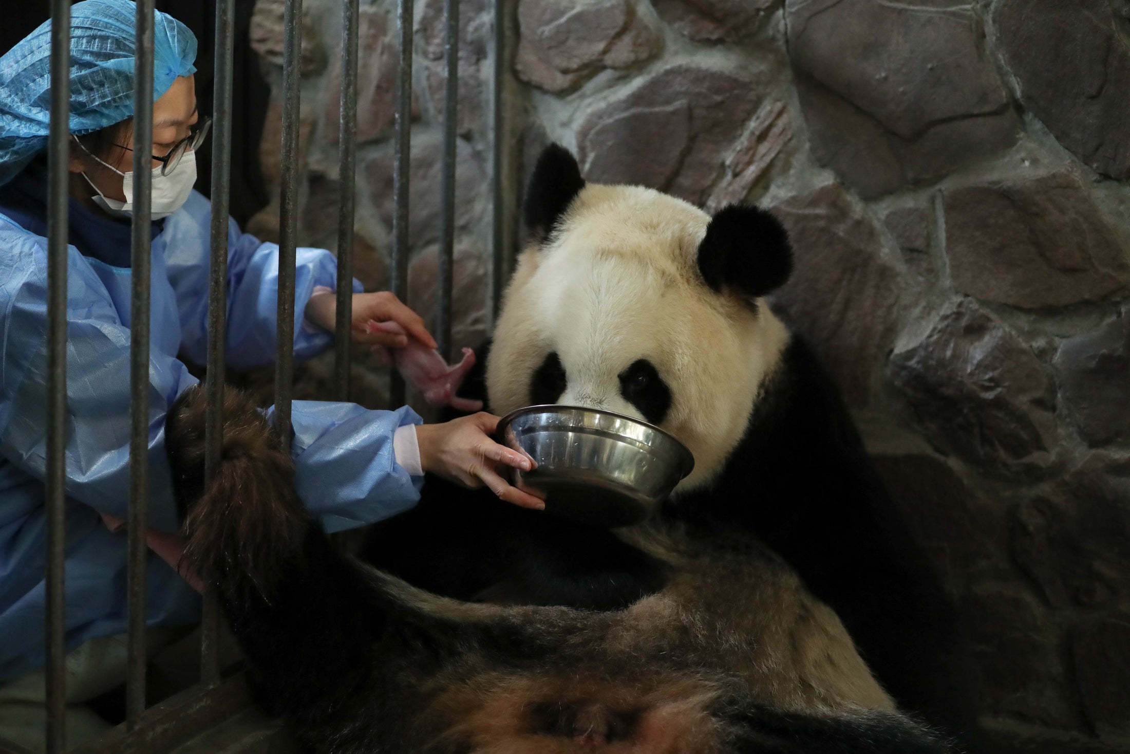 Giant Panda Protection Fund