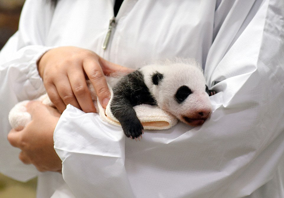 Giant Panda Protection Fund