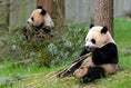 Load image into Gallery viewer, Giant Panda Protection Fund
