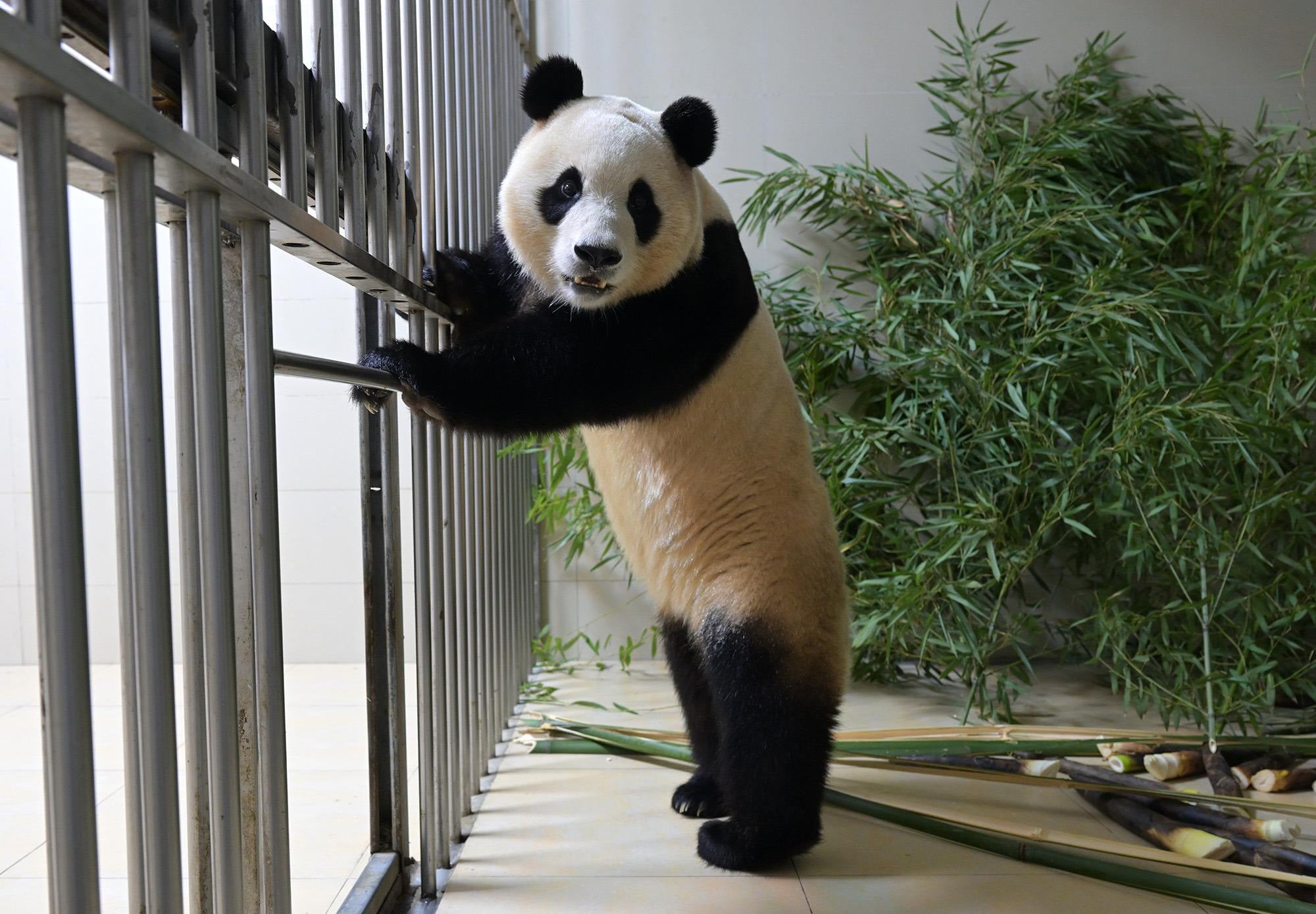 Giant Panda Protection Fund
