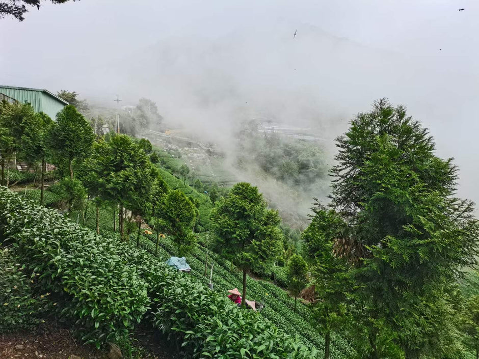 High Mountain Tea Field