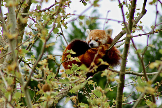 Red Panda Conservation Donation