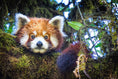 Load image into Gallery viewer, Red Panda Protection Fund
