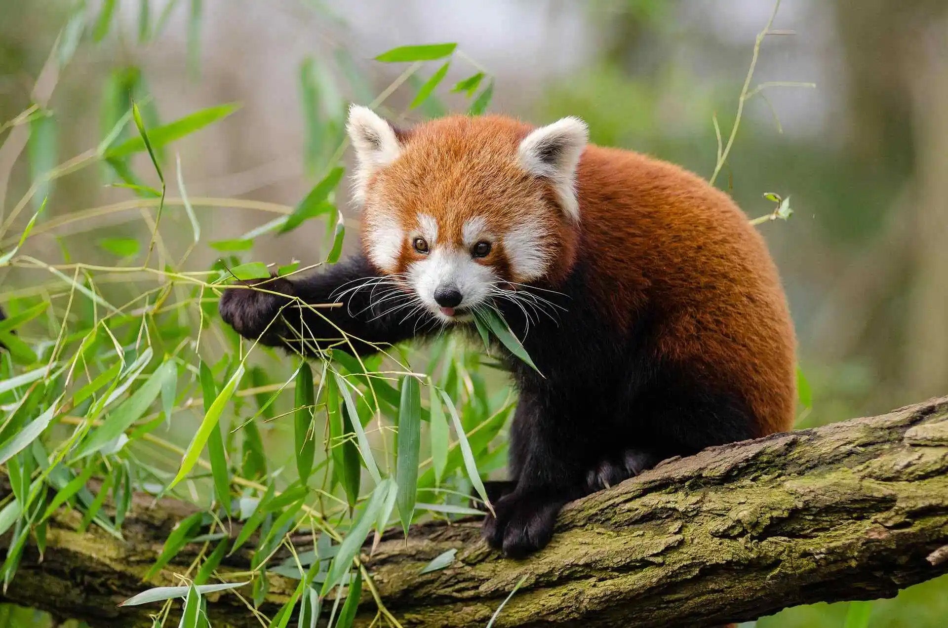 Red Panda Protection Fund