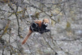 Load image into Gallery viewer, Red Panda Protection Fund
