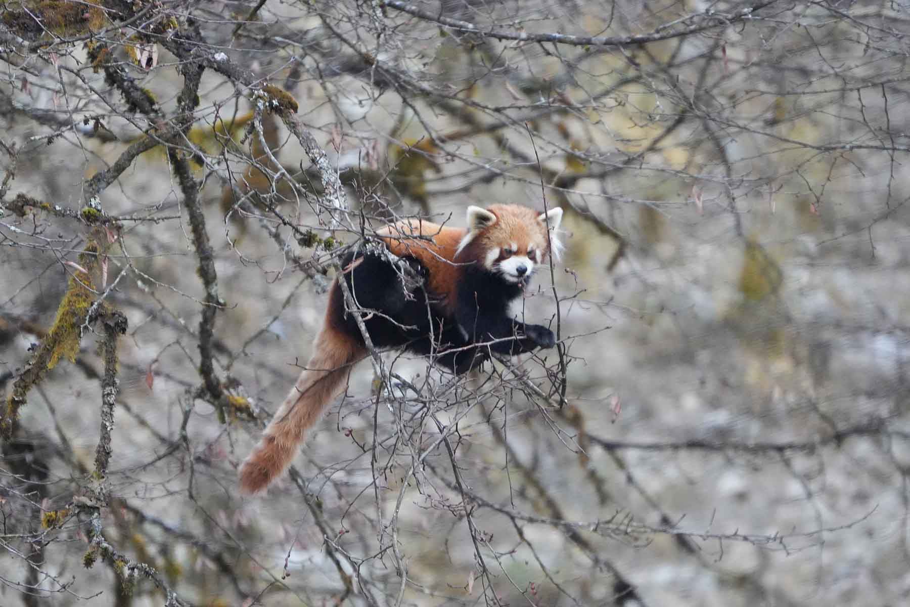 Red Panda Protection Fund