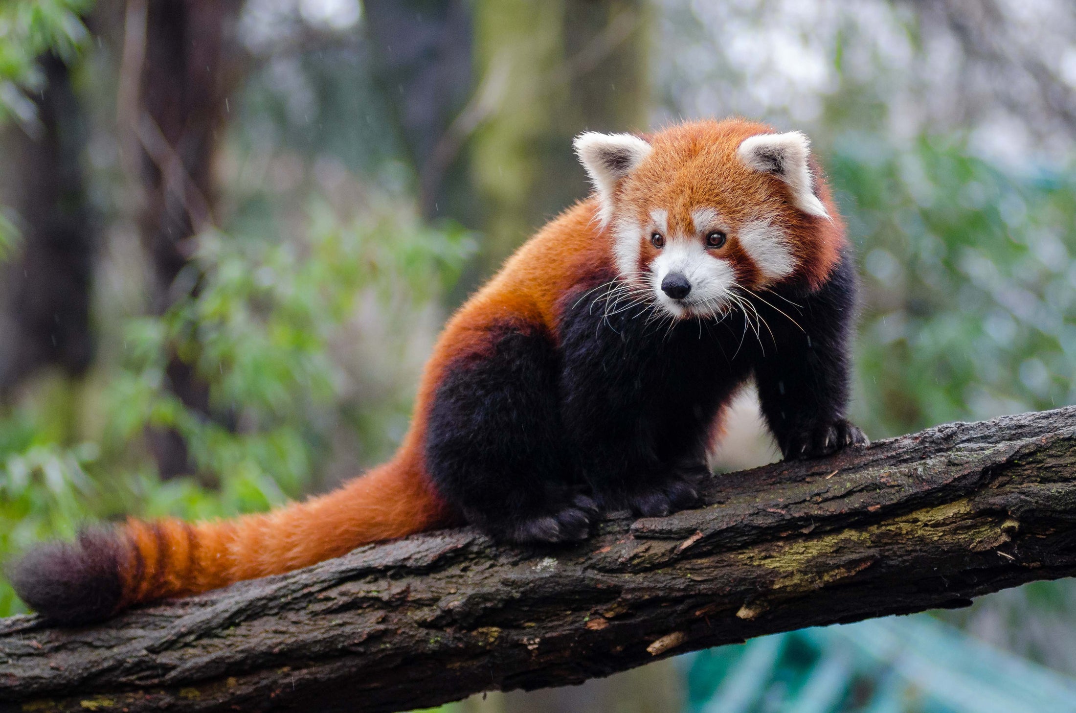 Red Panda Protection Fund