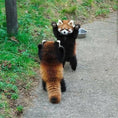 Load image into Gallery viewer, Red Panda Protection Fund
