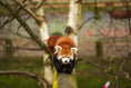 Load image into Gallery viewer, Red Panda Protection Fund
