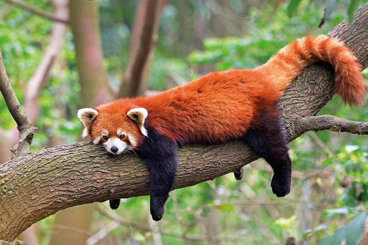Red Panda Protection Fund