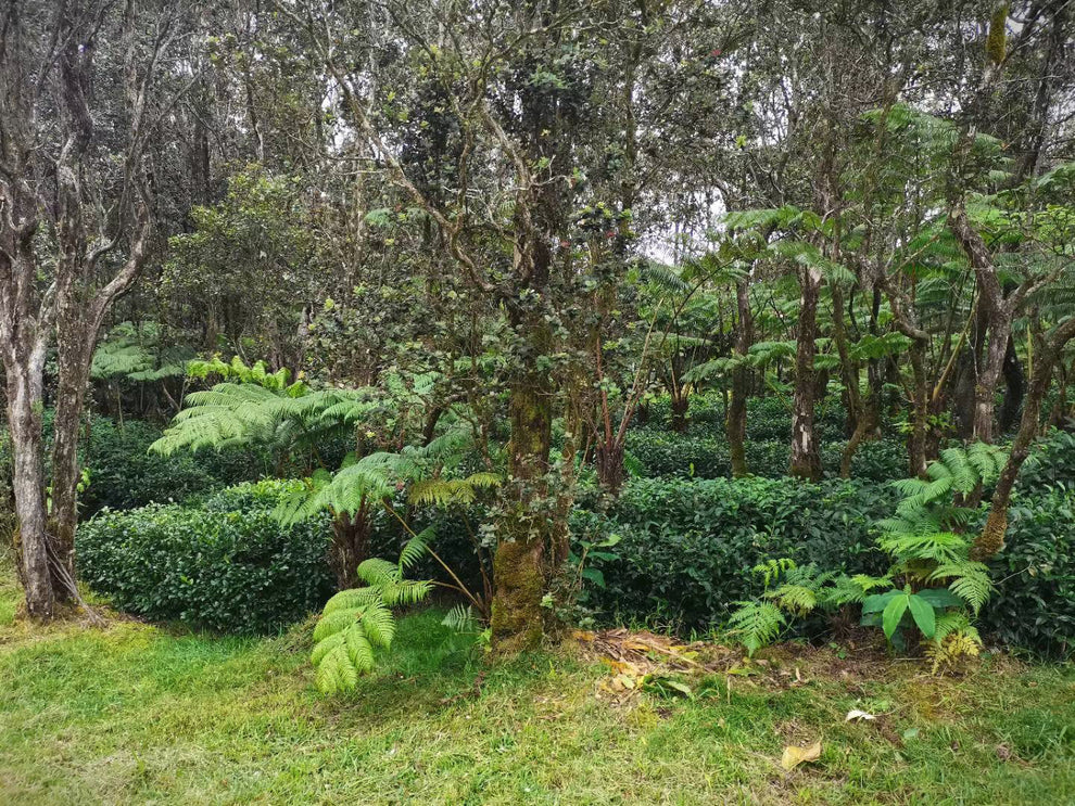 Taiwanese Rare Tea Garden